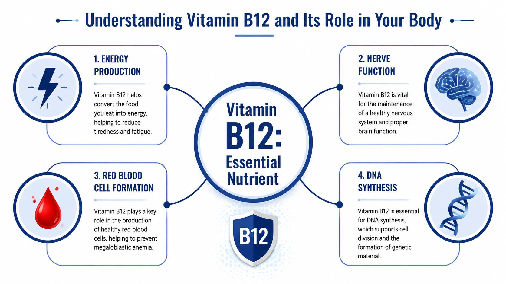 An infographic titled Understanding Vitamin B12 detailing its benefits for energy, nerves, red blood cells, and DNA.