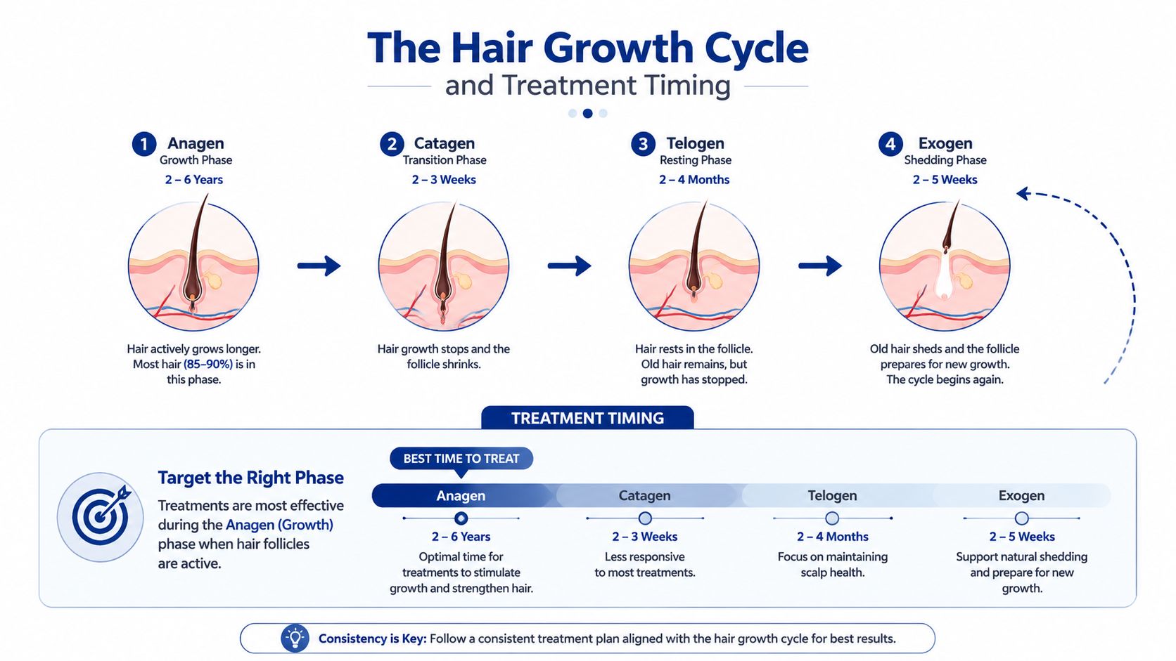 An infographic detailing the four phases of the hair growth cycle and the best timing for treatment.